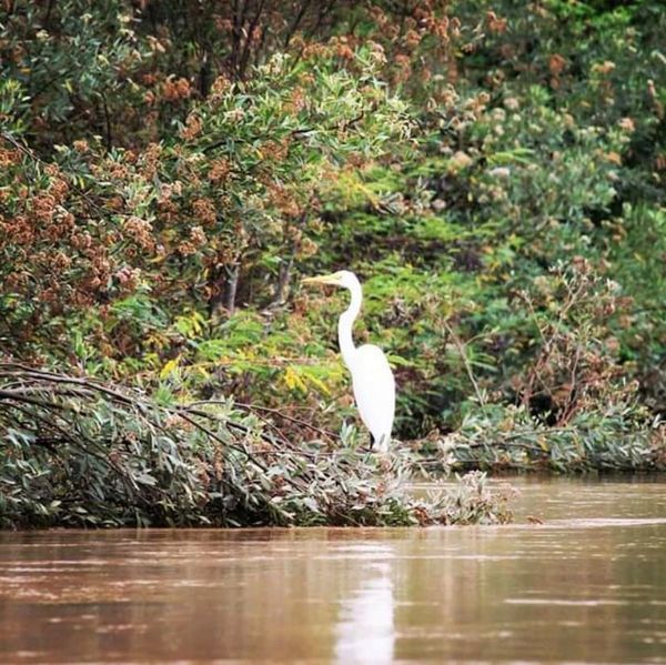 Fauna y flora recuperan su vitalidad en la zona del río Pilcomayo