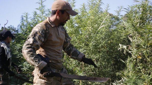 Hallan 7 mil kilos de droga en la reserva San Rafael » Ñanduti