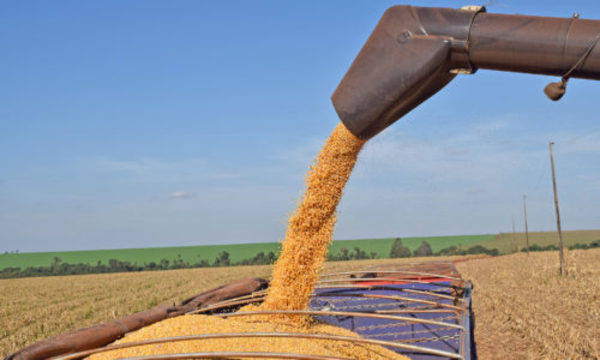 » Exportación de maíz crece 91% y tiene mayor mercado