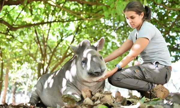 Conmemoran día del tapir con acciones para su conservación