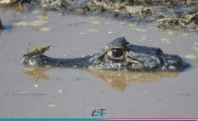 El Pilcomayo recupera la vitalidad de su fauna y flora - Paraguay Informa