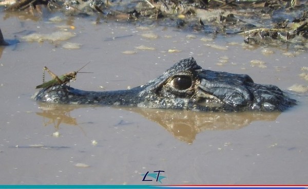 El Pilcomayo recupera la vitalidad de su fauna y flora - Paraguay Informa