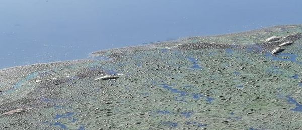 Mades investiga mortandad de peces en Limpio - Nacionales - ABC Color