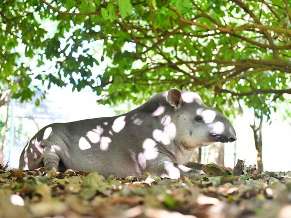 Día del Tapir: ¿Por qué se los llama jardineros del bosque?