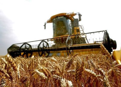 Exportaciones de trigo caen 51,2% hasta marzo