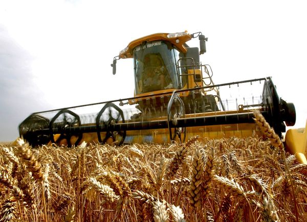 Exportaciones de trigo caen 51,2% hasta marzo