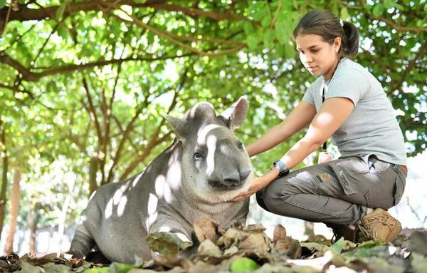 Hoy se conmemora el Día del Tapir