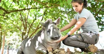 Hoy se conmemora el Día del Tapir