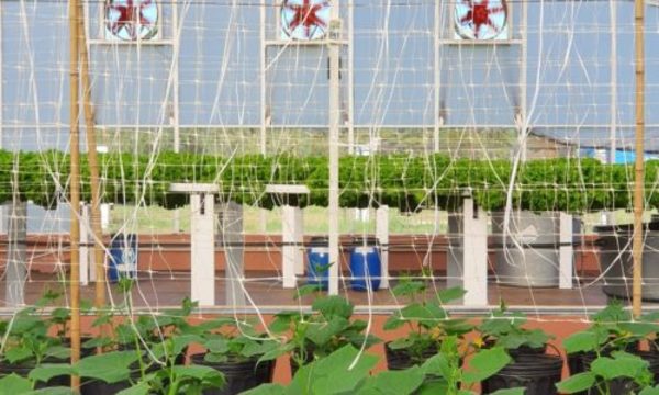 » Desarrollan tutoriales técnicos para la producción frutihortícola