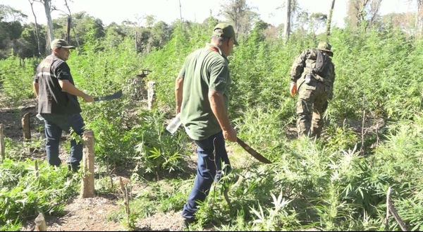 Destruyen plantaciones de marihuana en Parque Nacional