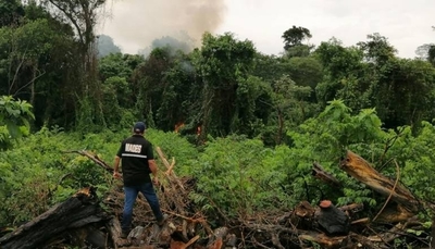 HOY / Tras bosques arrasados por  grupo liderado por diputado  brotan plantas de marihuana
