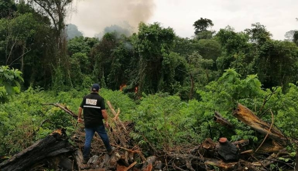 HOY / Tras bosques arrasados por grupo liderado por diputado brotan plantas de marihuana