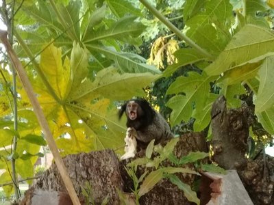 Vecinos de Villarrica reportan la aparición de un raro primate