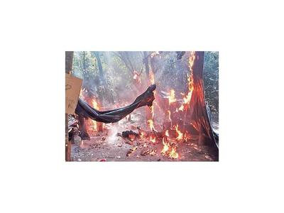 Destruyen cultivo ilegal en Parque San Luis