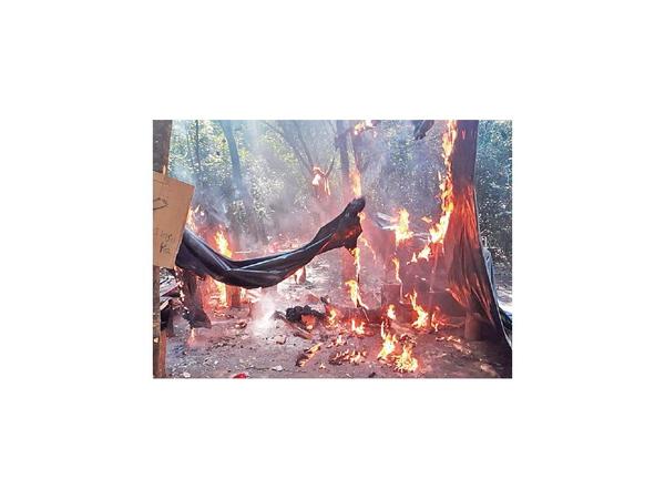 Destruyen cultivo ilegal en Parque San Luis