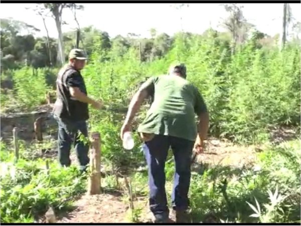 No descartan más cultivos de marihuana en el Parque San Luis