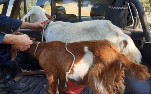 HOY / Quince días sin Juliette, la niña que salió a jugar con dos cabras y nunca regresó