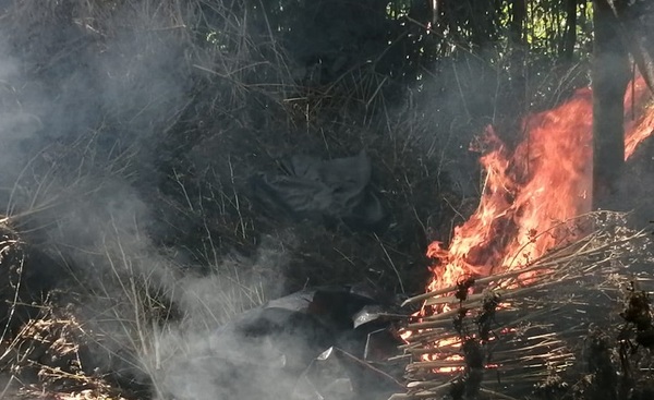 Senad destruye plantaciones de marihuana en la Reserva Mbaracayú