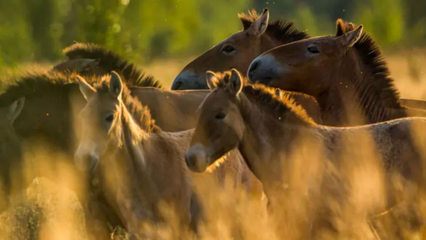 Chernobyl: el misterio de los caballos salvajes en la zona de exclusión