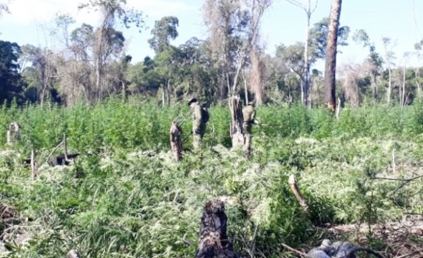 Destruyen cultivos de marihuana hallados en Parque Nacional San Luis