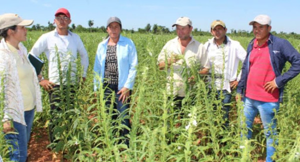 Gobernación apoya comercialización de sésamo de productores locales - .::RADIO NACIONAL::.