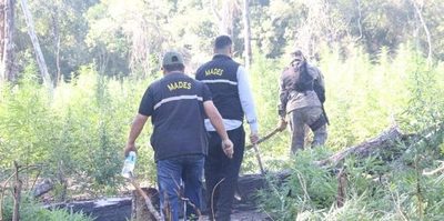 Destruyen cultivos de marihuana hallados en el Parque Nacional San Luis – Diario TNPRESS