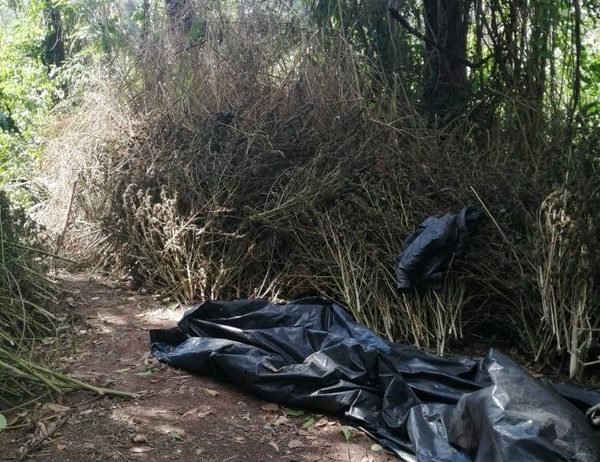 Desmantelan 2 campamentos clandestinos y eliminaron cannabis en Canindeyú – Diario TNPRESS
