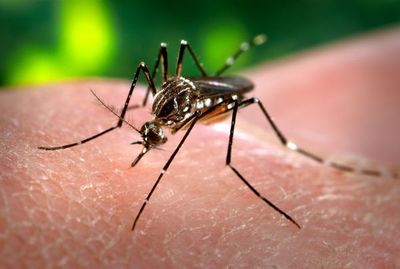 Reportan el mayor número de afectados por dengue en MRA y Capiatá » Ñanduti
