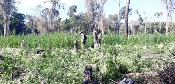 Destruyen cultivo ilegal de Marihuana en Parque San Luis