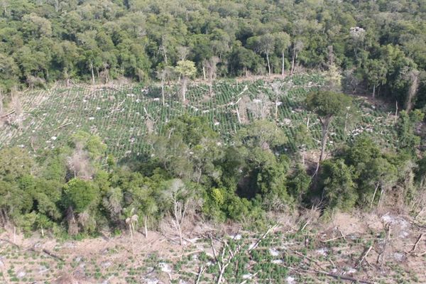 Detectan actividad narco en reserva natural deforestada por grupo ligado a diputado - ADN Paraguayo