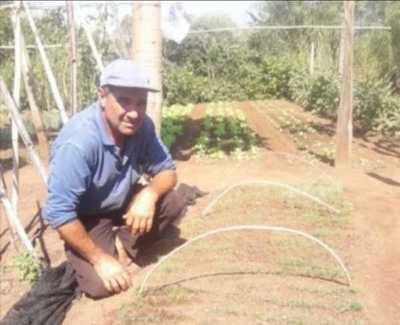 Solidaridad en tiempos del covid-19: Agricultor donará plantines de cebolla a familias vulnerables | Noticias Paraguay