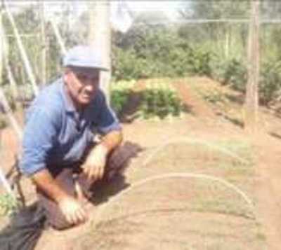 Agricultor prepara 700 plantines de cebollas para donar - Paraguay.com