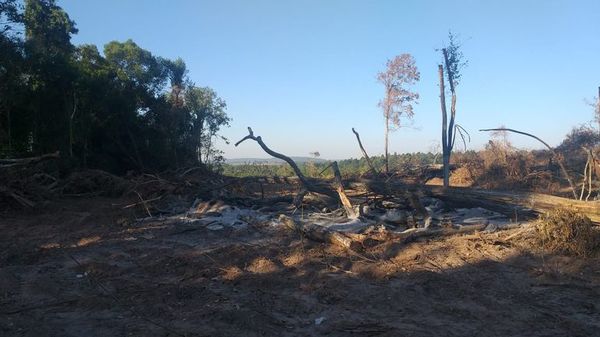 Fiscal ambiental pide allanamiento para verificar desmonte - Nacionales - ABC Color