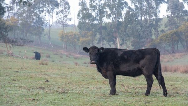 Fuerte sequía atípica amenaza la producción ganadera chaqueña