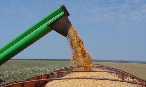 » Exportaciones de trigo caen más del 50%