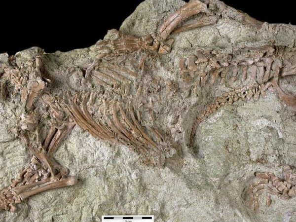 "Bestia loca", el fósil de un extraño mamífero de 66 millones de años