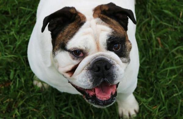 ¿Por qué los perros caminan en círculos antes de acostarse? - C9N