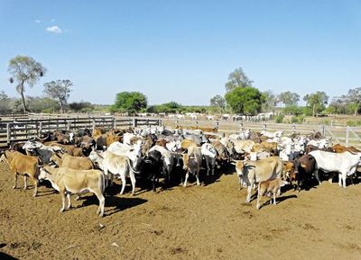 Cae precio de ganado por sobre oferta y golpea a productores - Nacionales - ABC Color