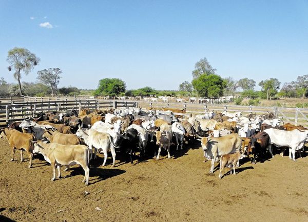 Cae precio de ganado por sobre oferta y golpea a productores - Nacionales - ABC Color