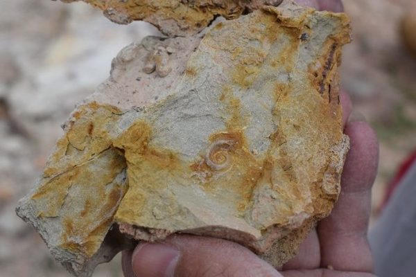 Investigadores paraguayos localizan y estudian fósiles en la Región Oriental » Ñanduti