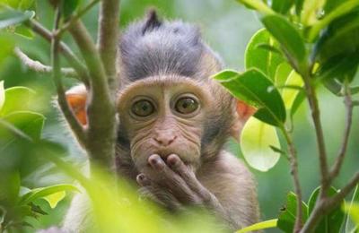 La sorprendente foto de un grupo de monos respetando el distanciamiento social - C9N