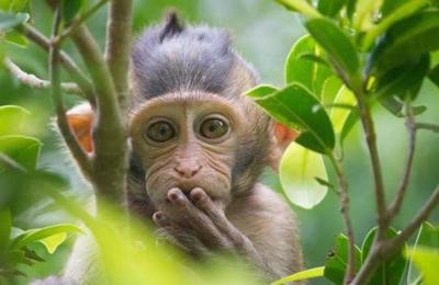 La sorprendente foto de un grupo de monos respetando el distanciamiento social - SNT