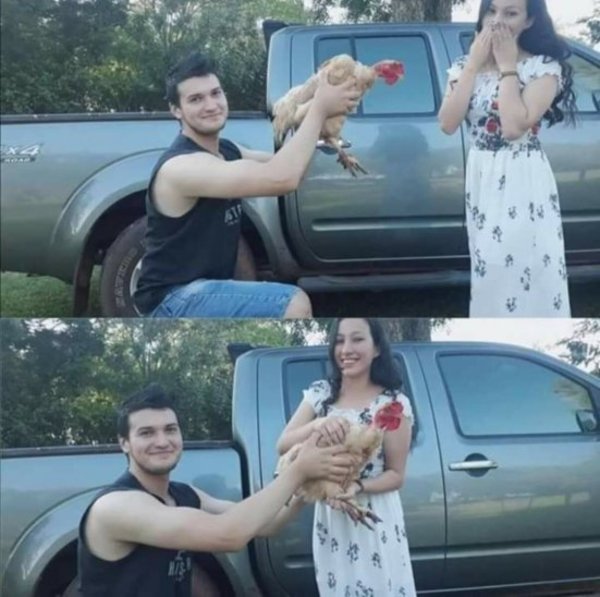Enamorado quiso sorprender a su novia y le regaló una gallina - Digital Misiones