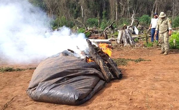 Senad destruye 51 Tn de marihuana en operativo