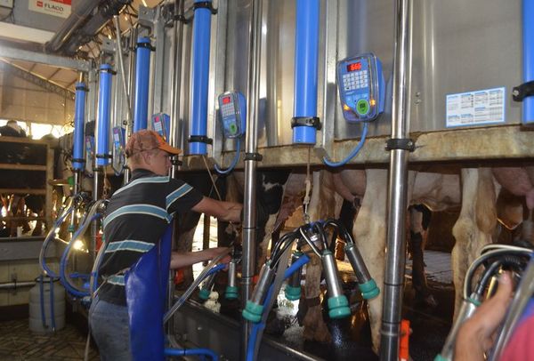 En Paraguay producen 2.500.000 litros de leche al día - Nacionales - ABC Color