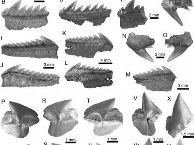 Descubren 27 especies que vivieron en Ecuador hace 23 millones de años