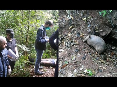 FUE A CAZAR TATÚ Y MURIÓ AL QUEDAR ATRAPADO EN UNA MADRIGUERA