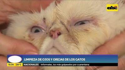 Limpieza de ojos y orejas de los gatos - Ensiestados - ABC Color