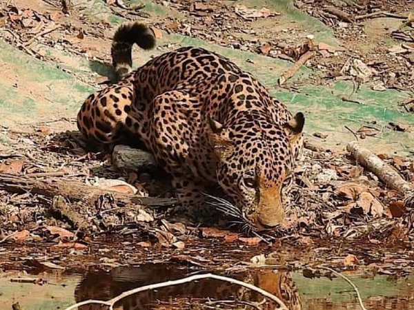 Animales reaparecen en parque nacional guatemalteco por falta de visitantes