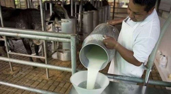 EN PARAGUAY SE PRODUCEN 2.500.000 LITROS DE LECHE AL DÍA